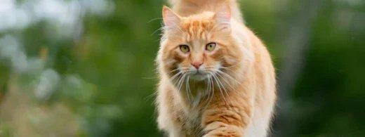Freigängerkatze gesund und sicher: Was du bei Pflege und Gesundheitskontrollen wirklich beachten solltest