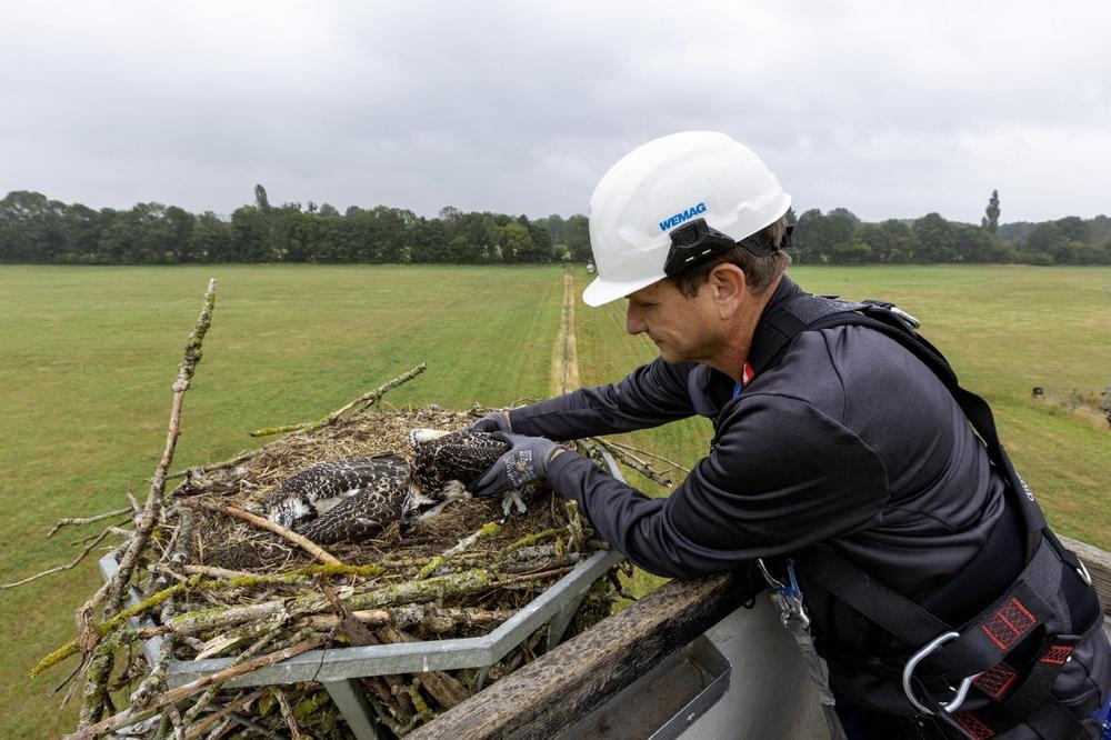 WEMAG unterstützt Beringung junger Fischadler im Netzgebiet