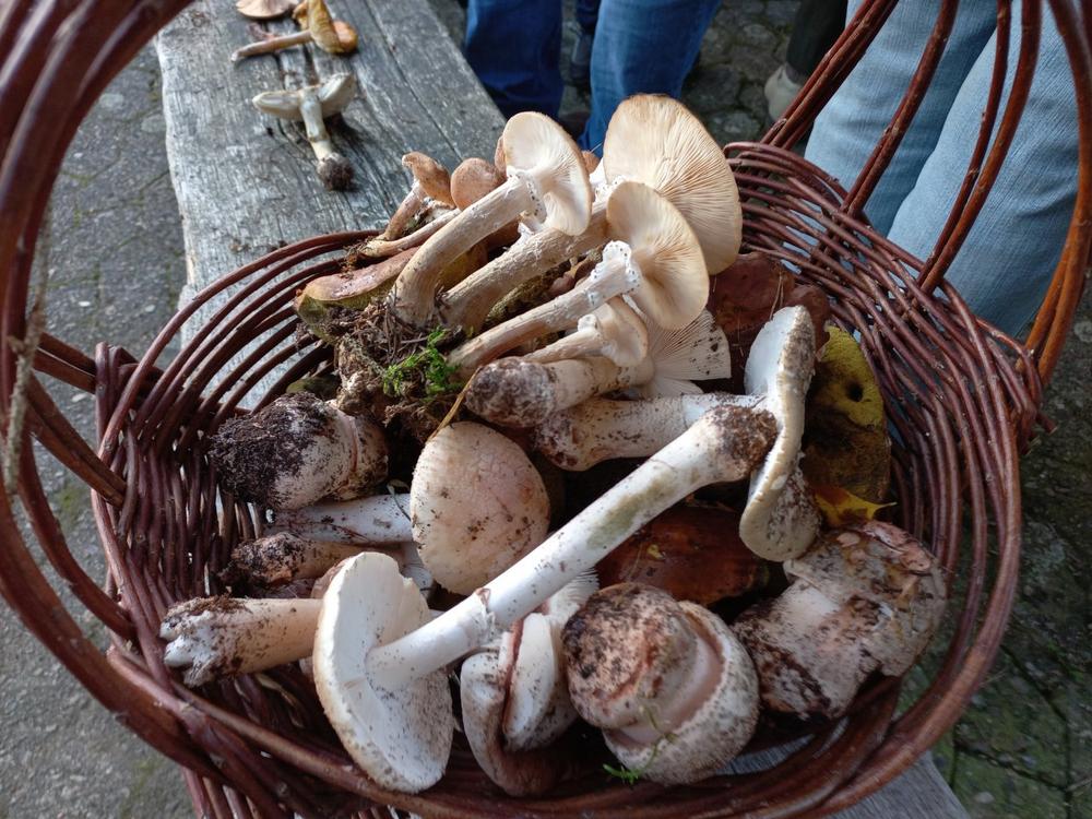 Land Hadeln/Ahlenmoor/Cuxland: Dreistündige Pilzseminare am MoorIZ: Suchen, finden, bestimmen