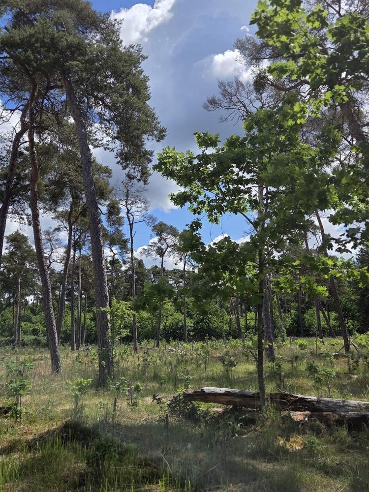 Im Kollekturwald Mannheim wächst der Wald von morgen