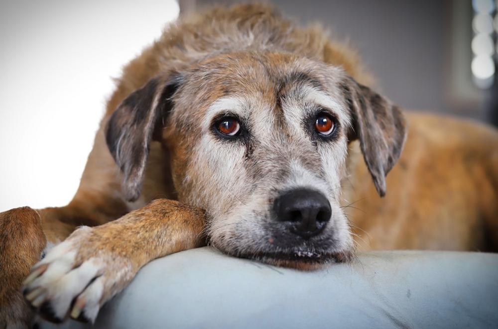 Demenz beim Hund: Früher erkennen, gezielt begleiten