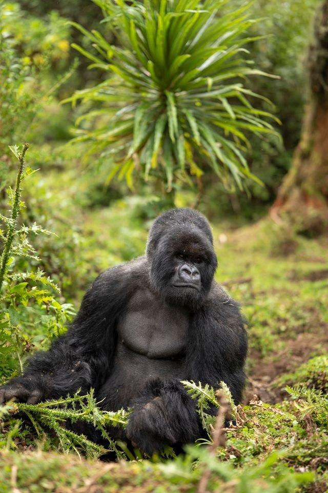 IUCN Green Status Assessment reveals uneven recovery for Eastern Gorillas