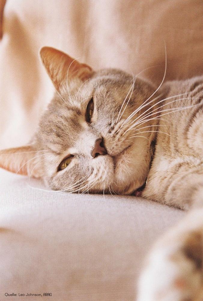Wenn Katzen vor Gericht landen