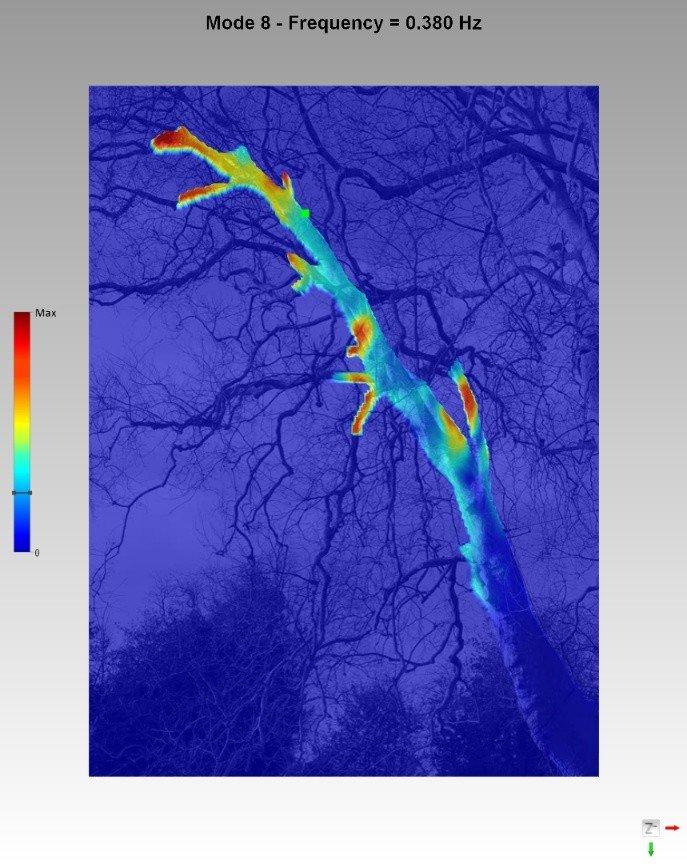 Cambridge-Forschende machen Schwingungen eines historischen Baumes mit WaveCam sichtbar