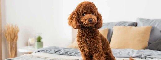 Fellpflege & Parasitenabwehr bei Hunden: 7 einfache Tipps für gesunde Haut und glänzendes Fell