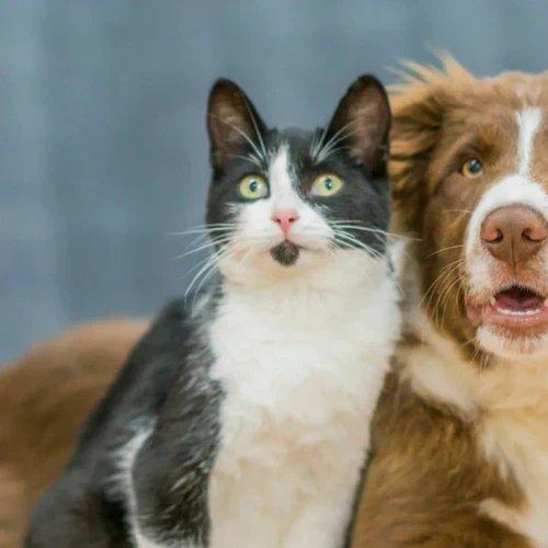 Wenn Hund und Katze zusammenziehen: So gelingt die Vergesellschaftung ohne Stress
