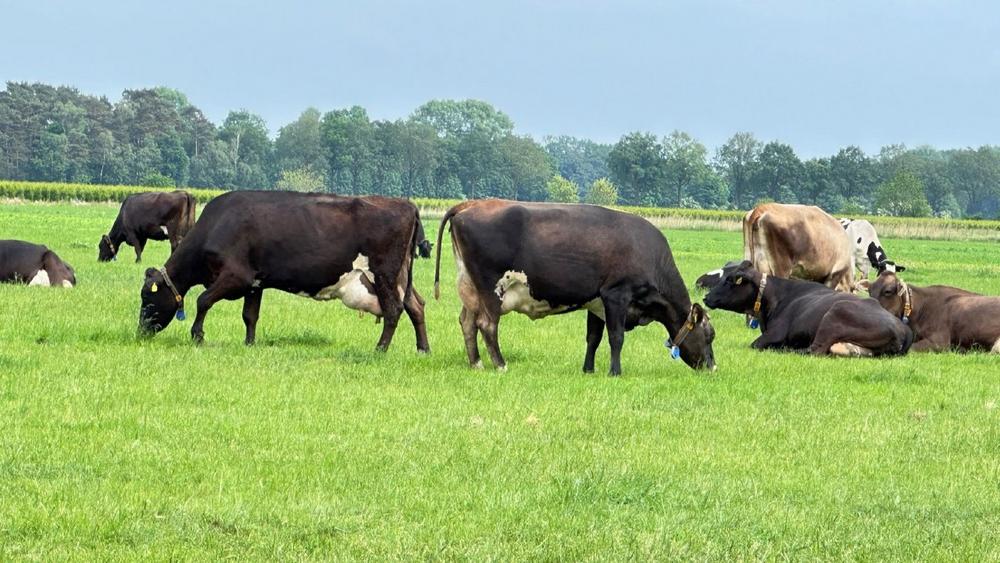 Der Tierarzt kommt nicht erst, wenn die Kuh krank ist