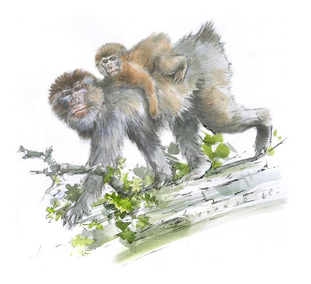 Barbary Macaques in Northern Germany: Researchers Discover a More Than 300,000-Year-Old Tooth