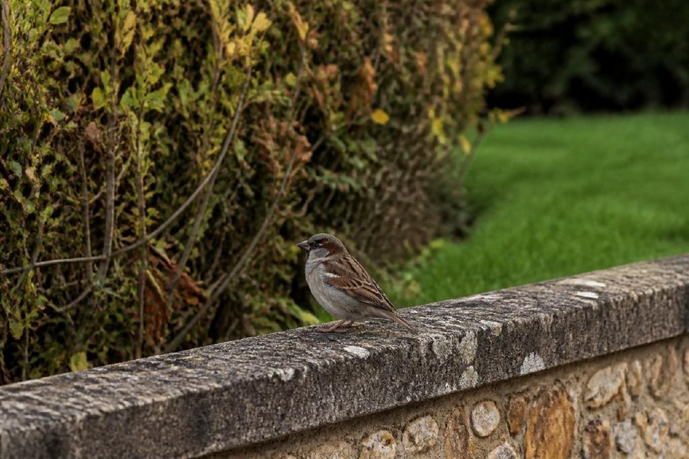 Gartenvögel: Meldungen zum Haussperling gehen 2026 um neun Prozent zurück, während der Buchfink bundesweit um 14 Prozent zulegt