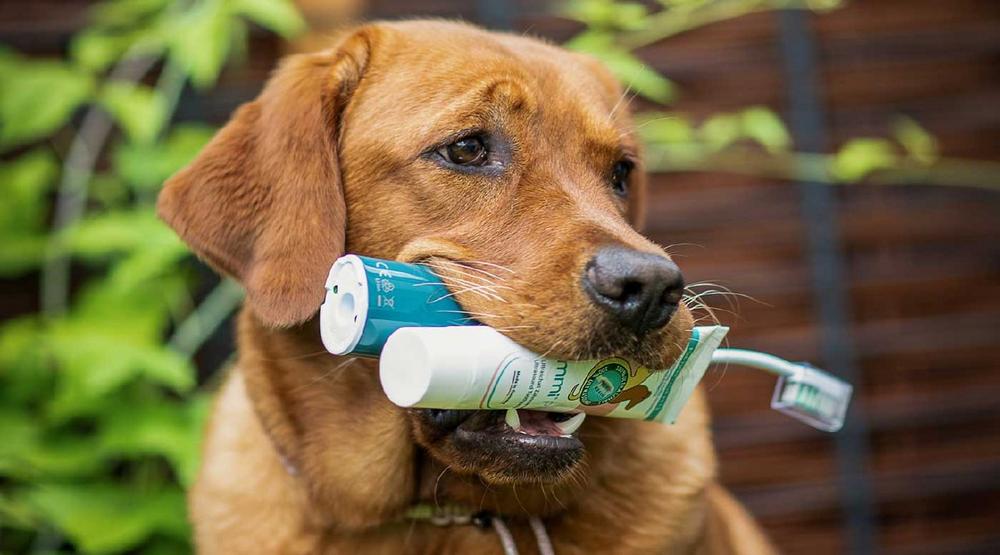 Nach der Zahnreinigung beim Tierarzt: So bleibt das Maul deines Hundes gesund