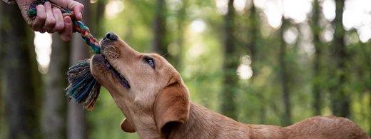 Das richtige Zerrspielzeug finden – Tipps für Hund und Halter