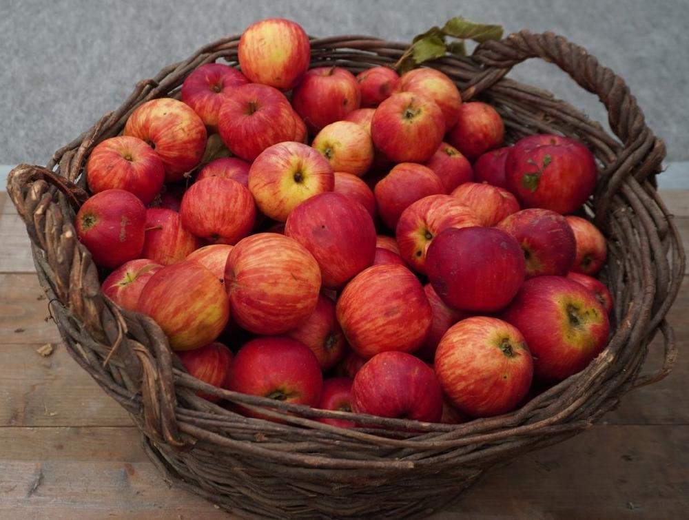 Apfel-Sortenausstellung und Bestimmung im Botanischen Obstgarten Donau-Ries