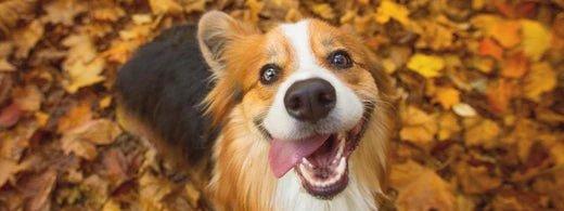 6 wichtige Fakten zur Zahnpflege bei deinem Hund