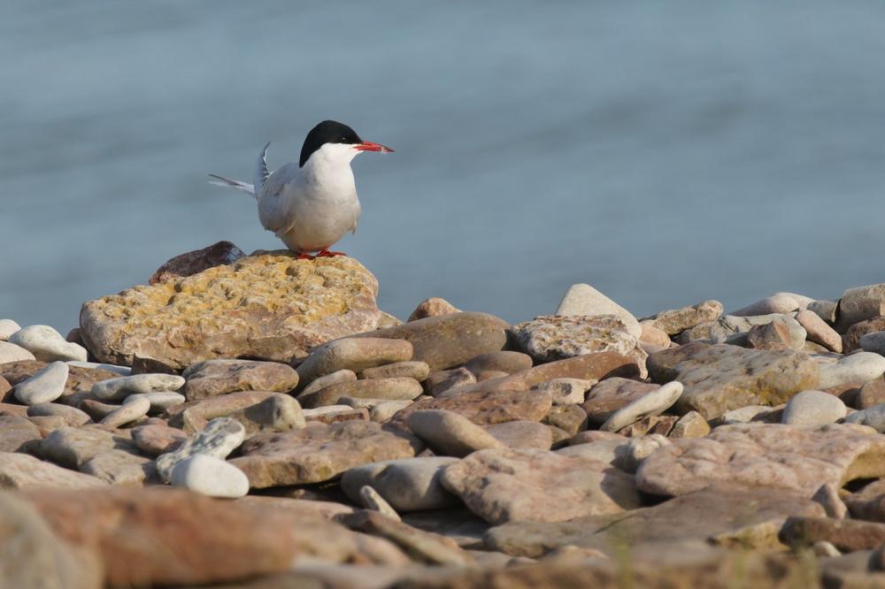Wilhelmshaven: Auftakt der 18. Zugvogeltage im Nationalpark Niedersächsisches Wattenmeer