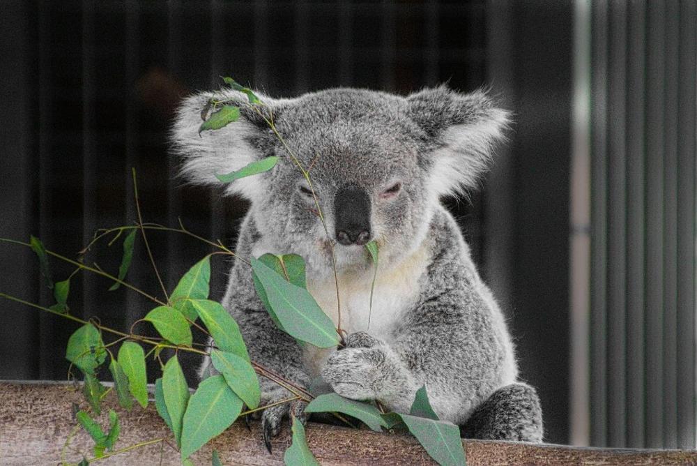Aussieness.co.uk: The Essence of Being an Aussie